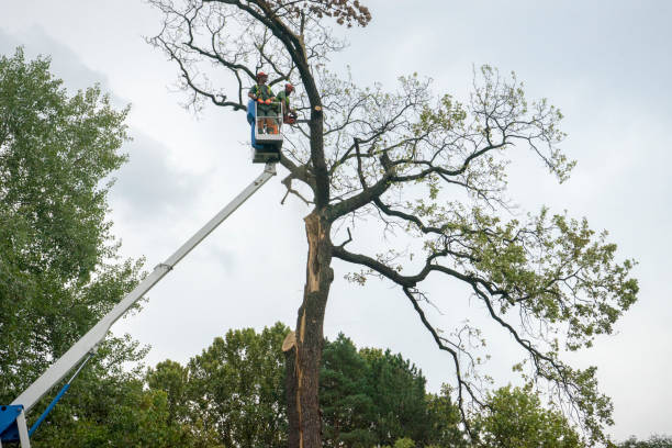 Best Emergency Tree Removal  in Cottonwood Heights, UT