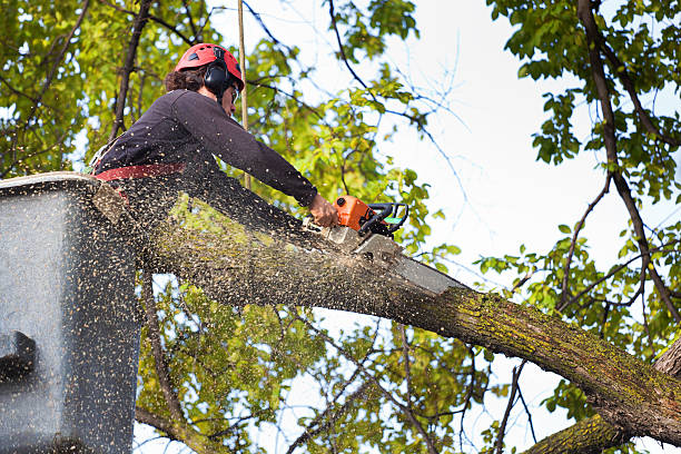 Best Leaf Removal  in Cottonwood Heights, UT